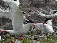 terns-rob